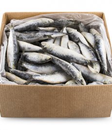 SARDINHA LAJE EVISCERADA SALGADA CAIXA 10KG